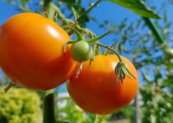 Η μεσογειακή διατροφή, το τέλειο φάρμακο για υγεία & μακροζωία