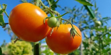 Η μεσογειακή διατροφή, το τέλειο φάρμακο για υγεία & μακροζωία