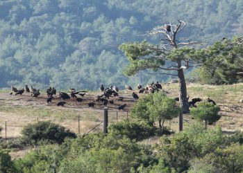 Φωτιά στη Δαδιά: Η κυβέρνηση διαψεύδει ότι καταργήθηκε ο Φορέας Διαχείρισης του Εθνικού Πάρκου