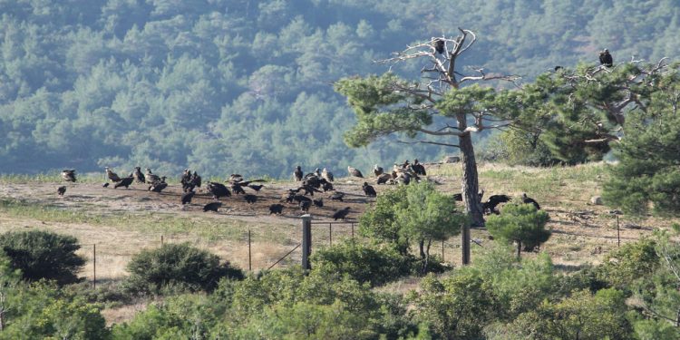 Φωτιά στη Δαδιά: Η κυβέρνηση διαψεύδει ότι καταργήθηκε ο Φορέας Διαχείρισης του Εθνικού Πάρκου