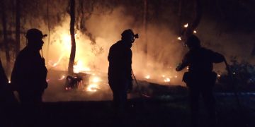 WWF: Οδυνηρή οικολογική καταστροφή στη Δαδιά