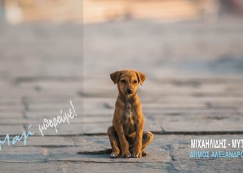 Μιχαηλίδης – Μυτιληνός: Προτάσεις & μέτρα για τη διαχείριση των αδέσποτων ζώων στον Δήμο Αλεξανδρούπολης