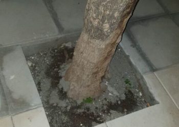 Η οικολογική εταιρεία Έβρου αντιδρά στην “ανάπλαση”