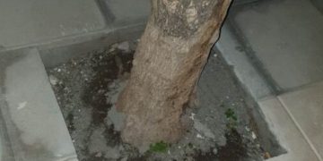 Η οικολογική εταιρεία Έβρου αντιδρά στην “ανάπλαση”