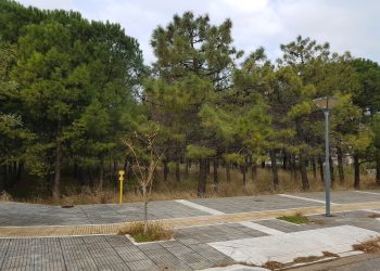 Οικολογική Εταιρεία Έβρου: Ο Δήμος Αλεξανδρούπολης πρώτος στην κοπή δέντρων