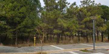 Οικολογική Εταιρεία Έβρου: Ο Δήμος Αλεξανδρούπολης πρώτος στην κοπή δέντρων