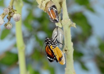 To Σουφλί θέτει καινούρια βάση για την παραγωγή μεταξιού