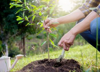 Οικολογική Εταιρεία Έβρου: Ανακοίνωση – Κάλεσμα για εθελοντική δεντροφύτευση