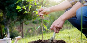 Οικολογική Εταιρεία Έβρου: Ανακοίνωση – Κάλεσμα για εθελοντική δεντροφύτευση
