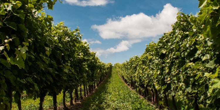 ΕΛΓΑ Θράκης: Καταγραφή ζημιών σε καλλιεργημένες εκτάσεις του βόρειου ‘Εβρου