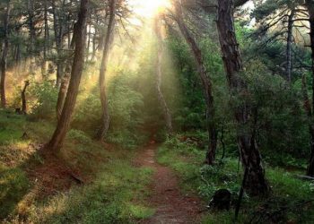 Οικολογική Εταιρεία Έβρου: Να προστατεύσουμε το Εθνικό πάρκο στο δάσος Δαδιάς Λευκίμης Σουφλίου