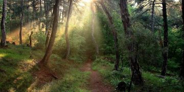 Οικολογική Εταιρεία Έβρου: Να προστατεύσουμε το Εθνικό πάρκο στο δάσος Δαδιάς Λευκίμης Σουφλίου