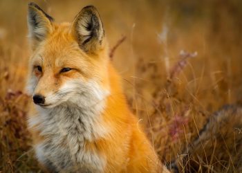 Περιφέρεια ΑΜΘ: Εαρινός εμβολιασμός κατά της λύσσας σε ζώα άγριας πανίδας