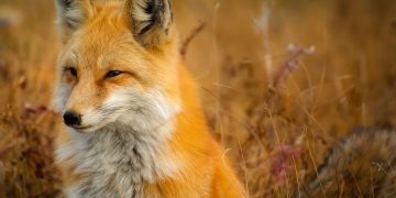 Περιφέρεια ΑΜΘ: Εαρινός εμβολιασμός κατά της λύσσας σε ζώα άγριας πανίδας