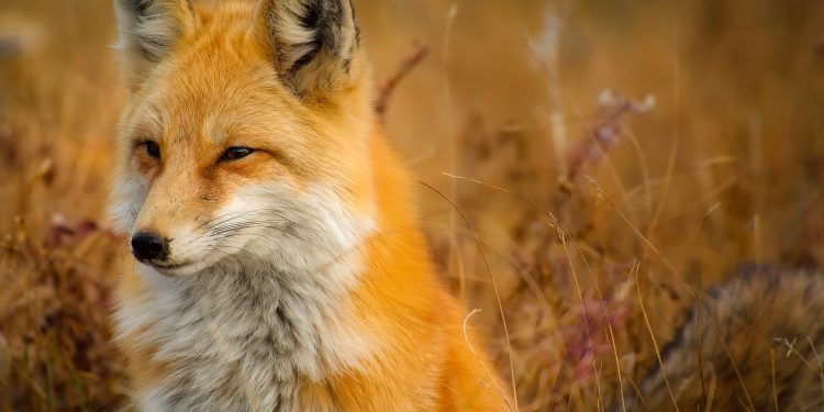 Περιφέρεια ΑΜΘ: Εαρινός εμβολιασμός κατά της λύσσας σε ζώα άγριας πανίδας