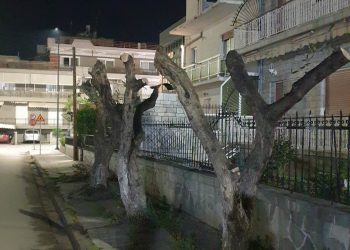 Οικολογική Εταιρεία Έβρου: Σχολιασμός θέσεων της δημοτικής αρχής αναφορικά με τον αφανισμό των δέντρων
