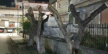 Οικολογική Εταιρεία Έβρου: Σχολιασμός θέσεων της δημοτικής αρχής αναφορικά με τον αφανισμό των δέντρων