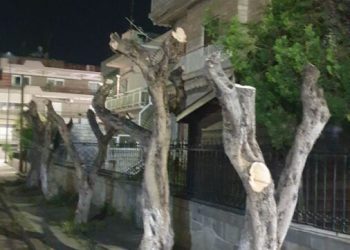 Οικολογική Εταιρεία Έβρου: Ο δήμος εξακολουθεί να κατακρεουργεί και να αφανίζει τα δέντρα στην πόλη μας