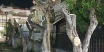 Οικολογική Εταιρεία Έβρου: Ο δήμος εξακολουθεί να κατακρεουργεί και να αφανίζει τα δέντρα στην πόλη μας