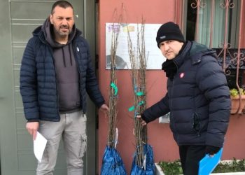 Σφενδαμόδεντρα από τον Καναδά φυτεύονται σε κάθε γωνιά της Ελλάδας
