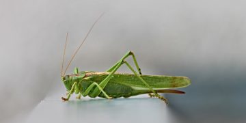 Εντοπισμός ακρίδων στον Έβρο