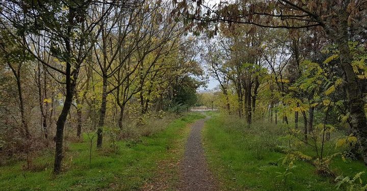 Το δημοτικό άλσος φυτωρίου και το αστικό πράσινο της Αλεξανδρούπολης