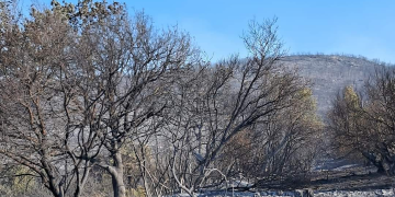 Παρέμβαση της εισαγγελέως του Αρείου Πάγου για τις καταστροφικές πυρκαγιές στην Αλεξανδρούπολη & τα φαινόμενα ρατσιστικής βίας
