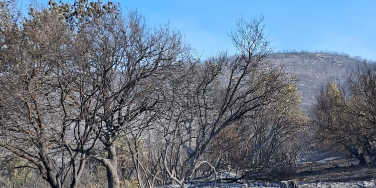 Παρέμβαση της εισαγγελέως του Αρείου Πάγου για τις καταστροφικές πυρκαγιές στην Αλεξανδρούπολη & τα φαινόμενα ρατσιστικής βίας