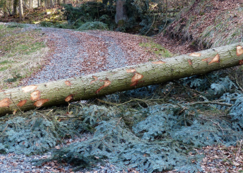 Απαγόρευση κυκλοφορίας σε δασικές περιοχές του Ν. Έβρου