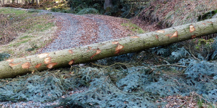 Απαγόρευση κυκλοφορίας σε δασικές περιοχές του Ν. Έβρου