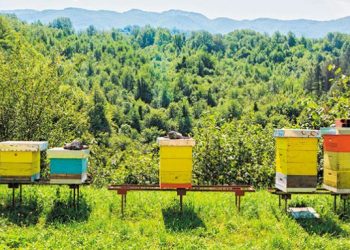 Και φέτος η γιορτή Μελισσοκόμων και Οικοτεχνών Έβρου στην Αλεξανδρούπολη