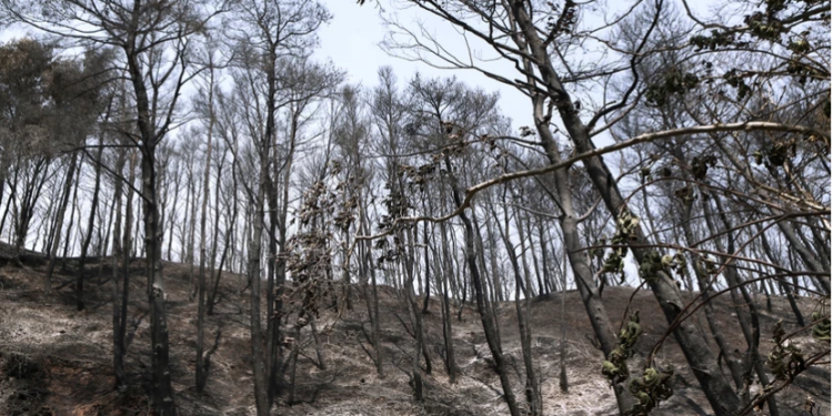 Nεκροί 18 μετανάστες νότια του Άβαντα