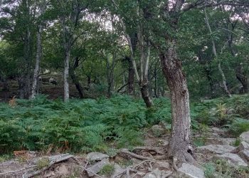 Απαγόρευση διέλευσης, παραμονής & κυκλοφορίας στις δασικές περιοχές Αλεξ/πολης & Σουφλίου