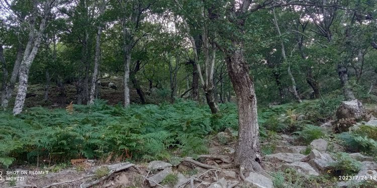 Απαγόρευση διέλευσης, παραμονής & κυκλοφορίας στις δασικές περιοχές Αλεξ/πολης & Σουφλίου