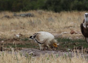 ΟΦΥΠΕΚΑ : Στάχτη το 58% του Εθνικού Πάρκου του δάσους της Δαδιάς – Λευκίμης-Σουφλίου