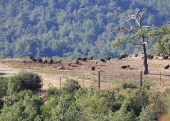 Περιβαλλοντικές Οργανώσεις: Οι αφύσικες καταστροφές, να γίνουν μάθημα για μια κλιματικά ανθεκτική Ελλάδα