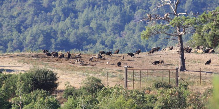 Περιβαλλοντικές Οργανώσεις: Οι αφύσικες καταστροφές, να γίνουν μάθημα για μια κλιματικά ανθεκτική Ελλάδα