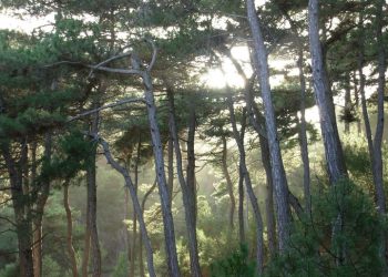 Αλεξανδρούπολη: Συλλαλητήριο για τις πυρκαγιές στον Έβρο