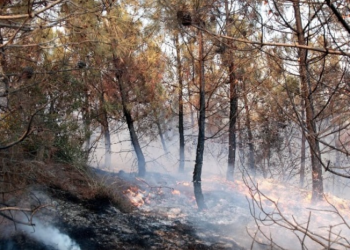 Έσβησε η πυρκαγιά στη Δαδιά – Σε επιφυλακή η πυροσβεστική