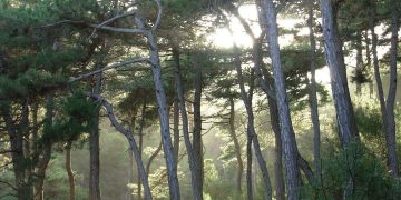 Αλεξανδρούπολη: Συλλαλητήριο για τις πυρκαγιές στον Έβρο