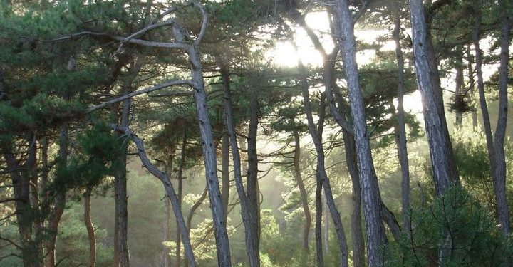 Αλεξανδρούπολη: Συλλαλητήριο για τις πυρκαγιές στον Έβρο