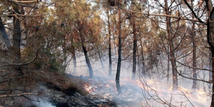 Έσβησε η πυρκαγιά στη Δαδιά – Σε επιφυλακή η πυροσβεστική