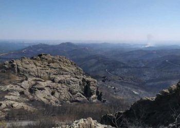 Έλληνες φοιτητές δημιούργησαν τζελ που αναγεννά καμμένες εκτάσεις