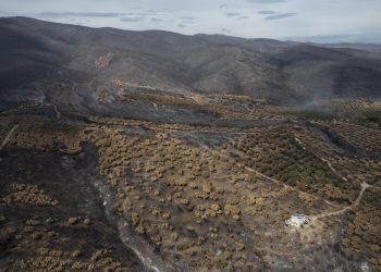 Έβρος: Σώθηκε ο αρχαίος ελαιώνας της Μάκρης, καταστράφηκε το δάσος της Κίρκης