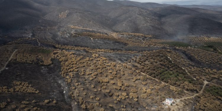 Έβρος: Σώθηκε ο αρχαίος ελαιώνας της Μάκρης, καταστράφηκε το δάσος της Κίρκης