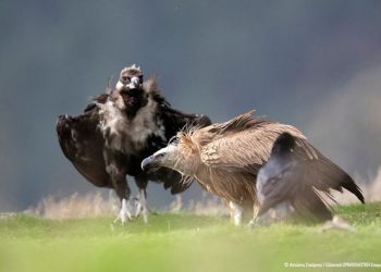 Απάντηση της Ορνιθολογικής Εταιρείας στην ΑΔΜΘ για τα αιολικά στα καμένα του Έβρου