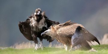 Απάντηση της Ορνιθολογικής Εταιρείας στην ΑΔΜΘ για τα αιολικά στα καμένα του Έβρου