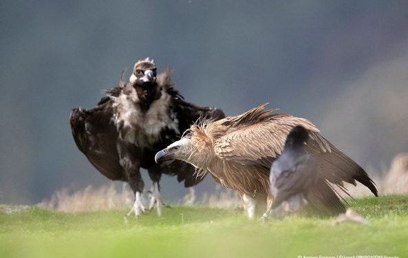 Απάντηση της Ορνιθολογικής Εταιρείας στην ΑΔΜΘ για τα αιολικά στα καμένα του Έβρου