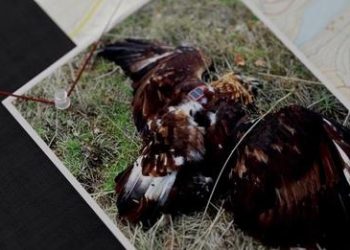 ΟΦΥΠΕΚΑ: “Τέλος στη δηλητηρίαση της άγριας ζωής στην ύπαιθρο”