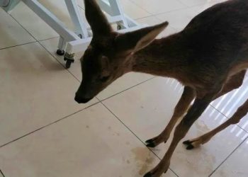 Μικρό Δέρειο: Διάσωση νεαρού ζαρκαδιού από το Δασαρχείο Διδυμοτείχου